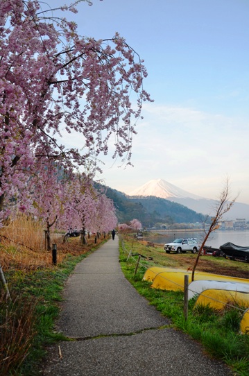 湖畔の桜1266.jpg