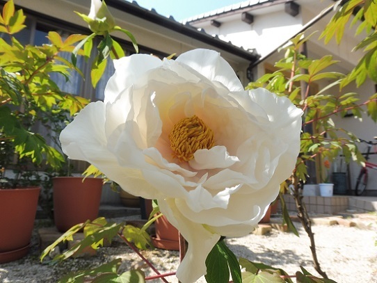 牡丹1320018.jpg