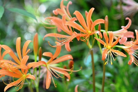 牧野植物園・オオキツネノカミソリ5704.jpg