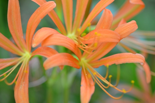 牧野植物園・オオキツネノカミソリ5706.jpg