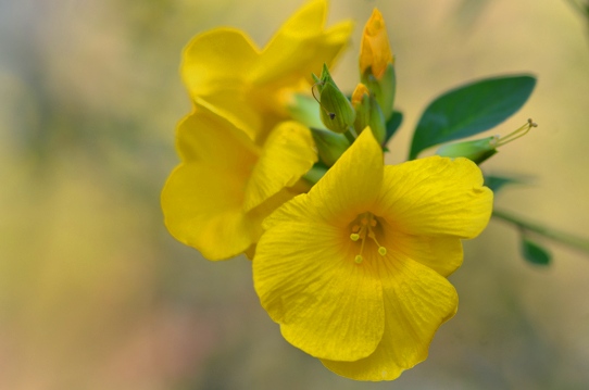 牧野植物園・キバナアマナ3386.jpg