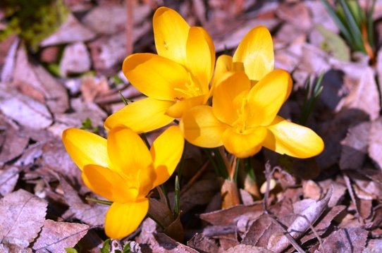 牧野植物園・クロッカス3387.jpg