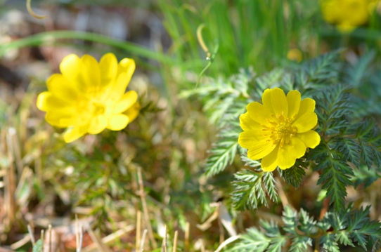 牧野植物園・フクジュソウ3376.jpg