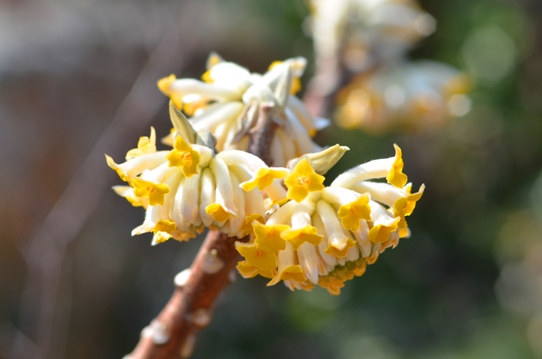 牧野植物園・ミツマタ3372.jpg
