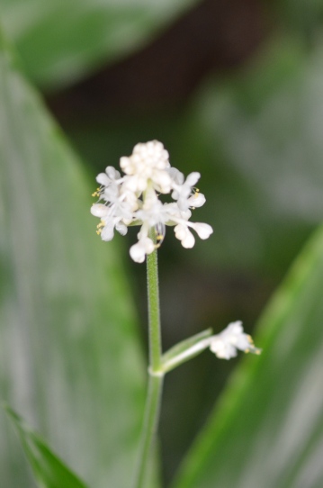 牧野植物園・ヤブミョウガ5734.jpg