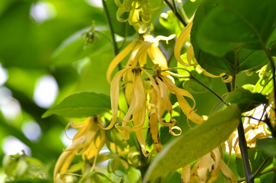 牧野植物園温室・イランイランの木5877.jpg