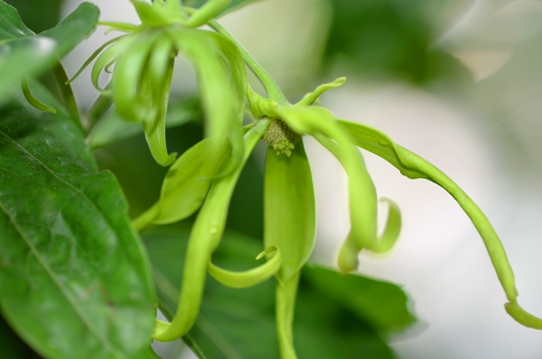 牧野植物園温室・イランイランの木5880.jpg