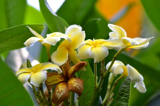 牧野植物園温室・インドソケイ5899.jpg