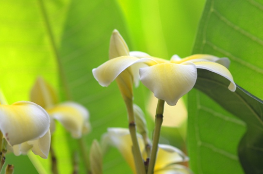 牧野植物園温室・インドソケイ5902.jpg