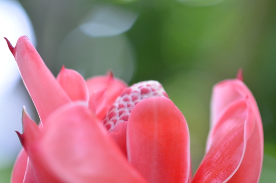 牧野植物園温室・トーチジンジャー5890.jpg