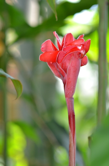 牧野植物園温室・トーチジンジャー5892.jpg
