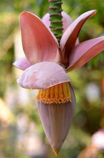 牧野植物園温室・バナナ5872.jpg