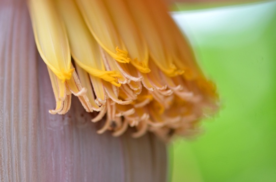 牧野植物園温室・バナナ5874.jpg