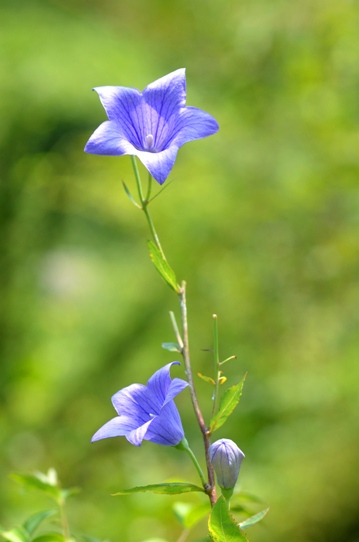牧野植物園2・キキョウ5810.jpg