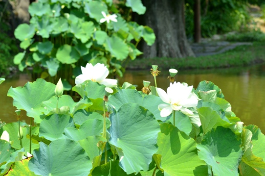 牧野植物園2・ハス5822.jpg