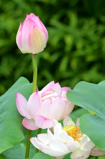 牧野植物園2・ハス5919.jpg