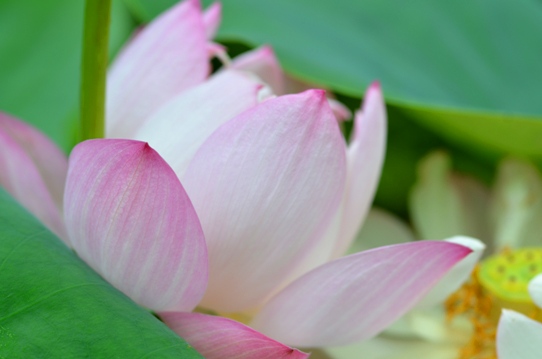 牧野植物園2・ハス5920.jpg