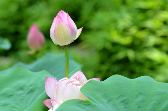 牧野植物園2・ハス5921.jpg