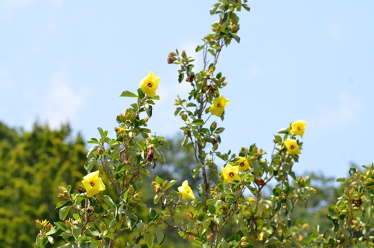 牧野植物園2・ハマボウ5794.jpg