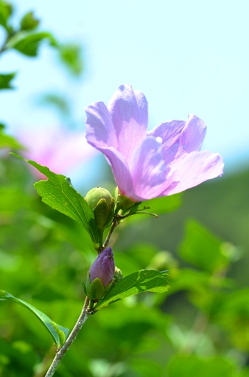 牧野植物園2・ムクゲ5800.jpg