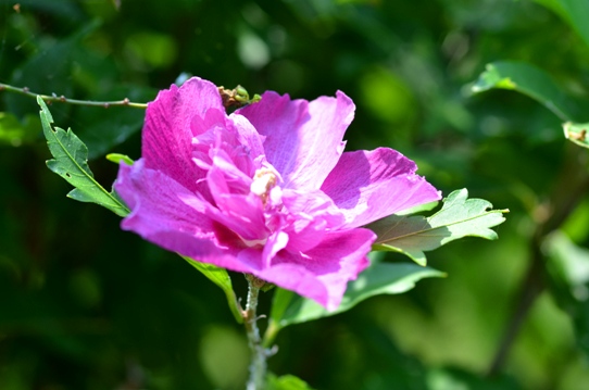 牧野植物園2・ムクゲ5802.jpg