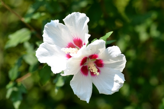 牧野植物園2・ムクゲ5804.jpg
