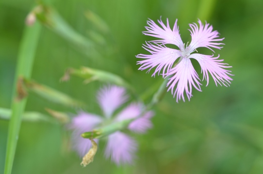 牧野植物園3・カワラナデシコ5926.jpg