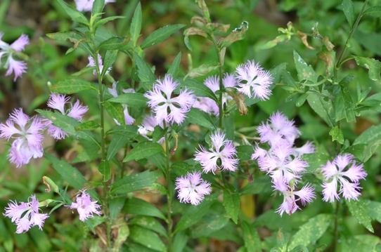 牧野植物園3・カワラナデシコ5927.jpg