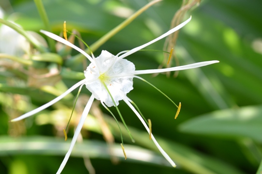 牧野植物園3・ササガニユリ5832.jpg
