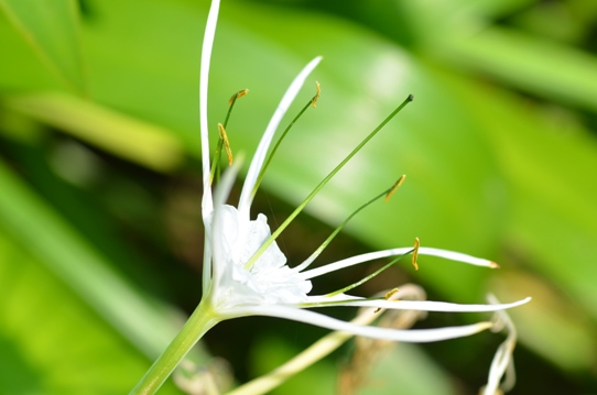 牧野植物園3・ササガニユリ5833.jpg