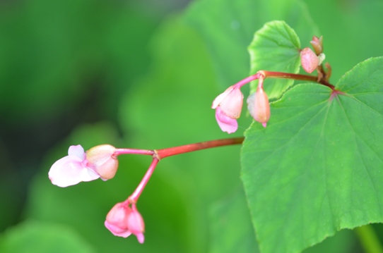牧野植物園3・シュウカイドウ5855.jpg