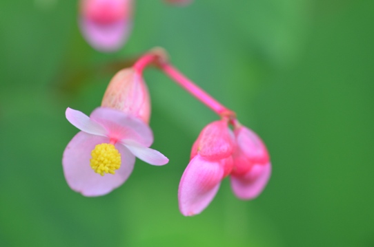 牧野植物園3・シュウカイドウ5861.jpg