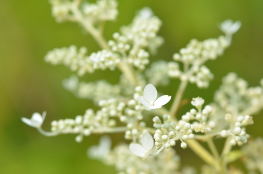 牧野植物園3・ノリウツギ5932.jpg