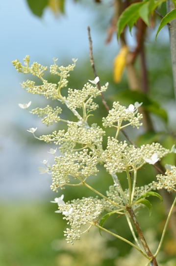 牧野植物園3・ノリウツギ5933.jpg