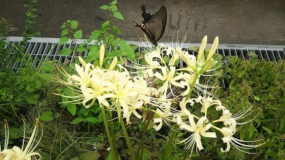 白花曼珠沙華0284.jpg
