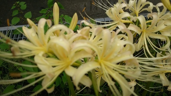 白花曼珠沙華0285.jpg