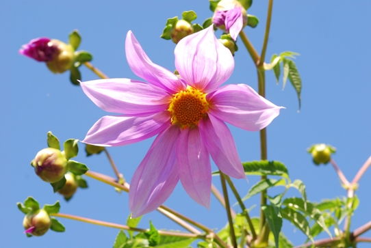 皇帝ダリア0053・庭2010.jpg
