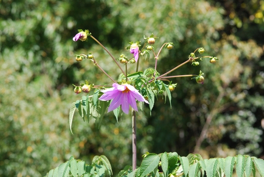 皇帝ダリア0057・庭2010.jpg