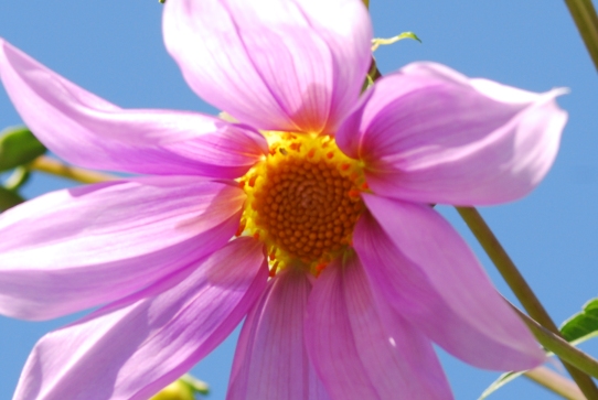 皇帝ダリア0058・庭2010.jpg