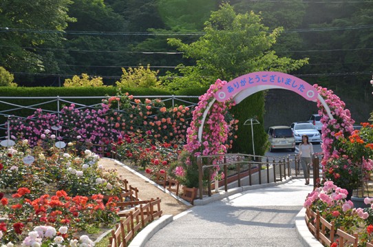 福山SA上りのバラ園2031.jpg