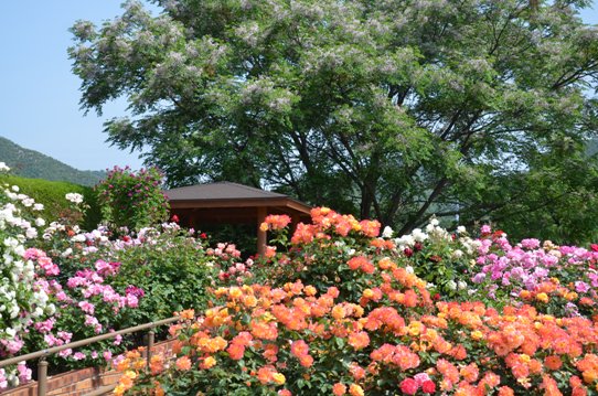 福山SA下りのバラ園1730.jpg