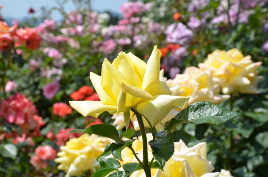 福山SA下りのバラ園1747.jpg