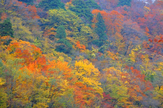 秋色模様〜大山2286.jpg