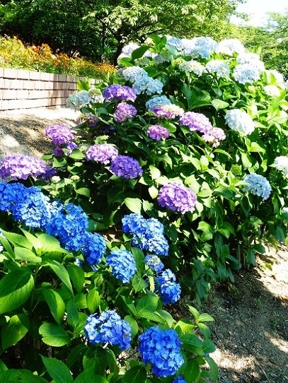 種松山あじさい1260087.jpg