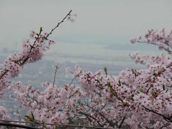 種松山の桜1030011.jpg