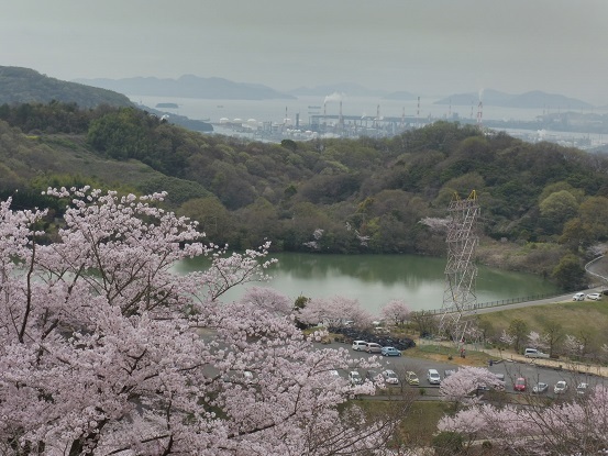 種松山の桜1030023.jpg