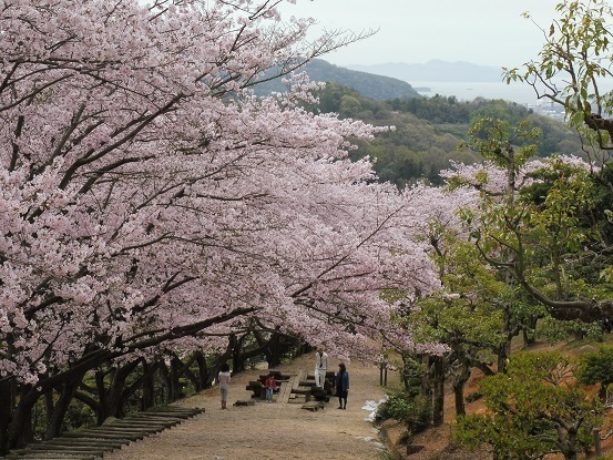 種松山の桜1030027.jpg