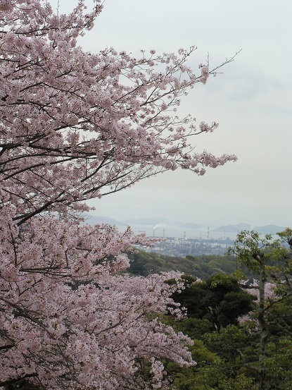 種松山の桜1030028.jpg
