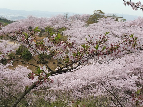 種松山の桜1030039.jpg