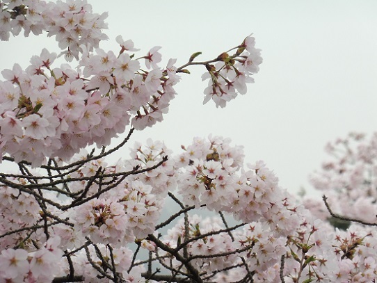 種松山の桜1210024.jpg